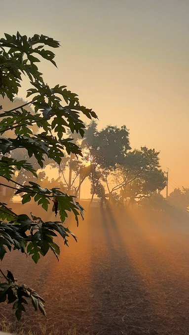 A serene landscape photograph capturing a sunrise or sunset with golden light streaming through trees and heavy morning mist, with leafy branches framing the left side of the image.