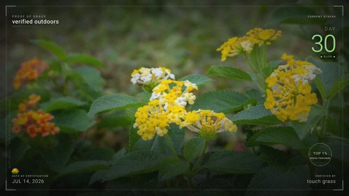 A photo of yellow and white lantana flowers with overlaid text including 'PROOF OF GRASS', 'verified outdoors', 'CURRENT STREAK DAY 30', 'TOP 1% GRASS TOUCHERS', 'DATE OF CERTIFICATION JUL 14, 2026', and 'CERTIFIED TO touch grass'.