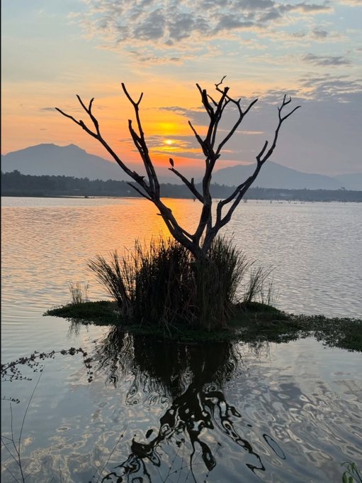 A serene sunset landscape featuring a silhouetted tree and birds perched on a small grassy island in the middle of a calm lake, with the sun setting behind distant mountains.