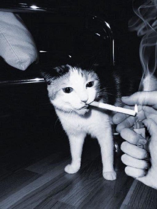 A black-and-white photo shows a white and black cat standing on a wooden floor while a hand holding a lit lighter lights a cigarette in its mouth, with smoke rising.