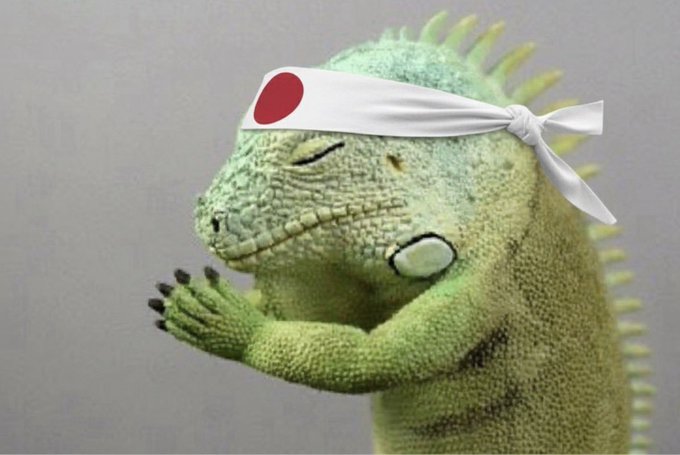 An iguana wearing a white headband with a red Japanese flag emblem, standing with its hands clasped in a meditative pose.