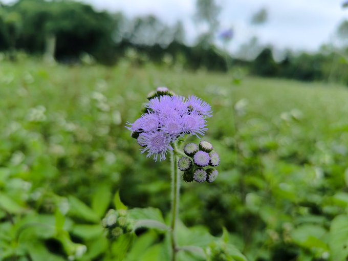 In this blurry, indistinct photo of a field of purple flowers with green leaves, there are only the tops visible and no discernible details about the surrounding environment or background. The focus seems to be more on the colorful flowers than the overall scene or context.