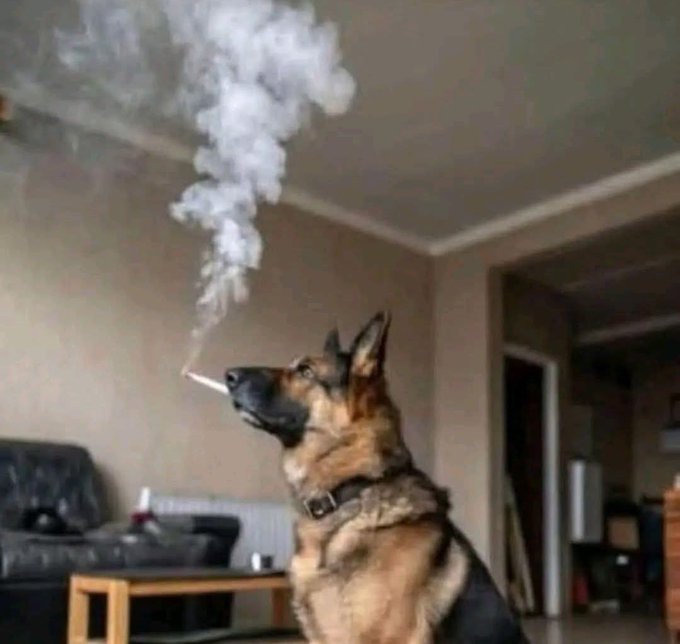 A humorous photo of a German Shepherd dog appearing to smoke a cigarette, blowing a large plume of smoke out of its mouth.