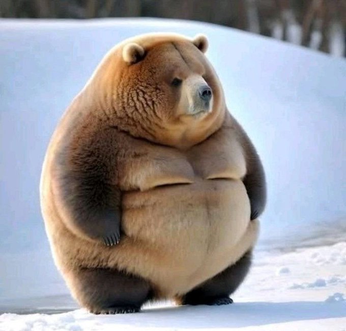 A large, rotund brown bear stands upright on snow with its paws resting against its belly, appearing quite plump.