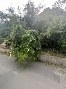 The image shows a tree that has fallen onto a road, blocking its path. The fallen tree appears to be partially uprooted or damaged, with branches and leaves scattered around it. The surrounding area seems to have been affected by a storm, as evidenced by the presence of the fallen tree in the middle of the street.