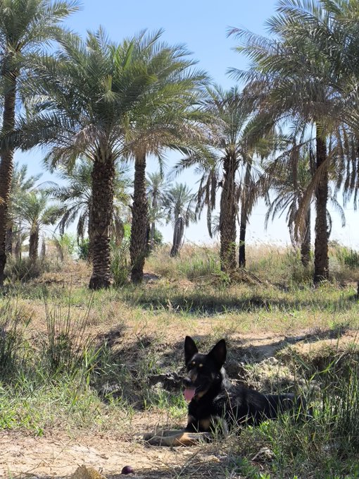 A black and tan dog lying in the grass and panting in a grove of palm trees on a sunny day.