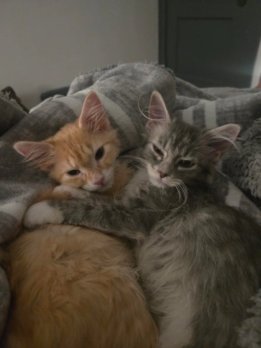Two kittens—one ginger and one gray tabby—snuggle together on a cozy gray plaid blanket, appearing relaxed and content. The image pairs with a playful post warning that trading "dogcoins" over community and connection (like the bond these kittens share) could leave one lonely.