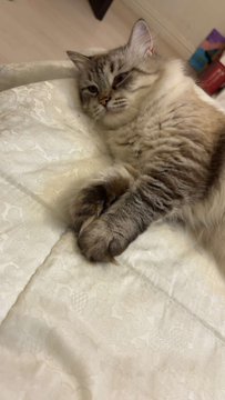 A fluffy tabby kitten stretches lazily on a white quilted blanket, posed adorably as if greeting viewers in response to the "guess her name for 1 sol" challenge. The cozy domestic scene shows the kitten with half-closed eyes and outstretched paws, fitting perfectly with the playful request to name "my baby."