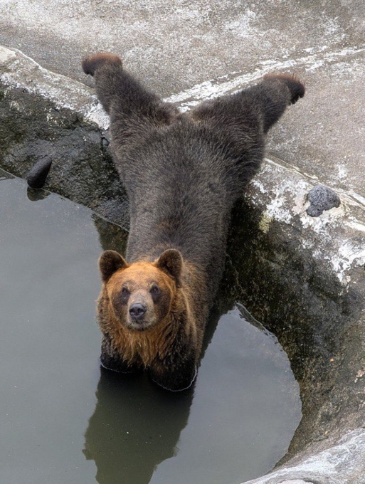 A brown bear standing in shallow water with its back paws resting on a rocky ledge, looking up at the camera.