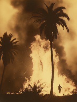 A dramatic silhouette shows palm trees and a lone figure engulfed by towering flames and thick smoke, evoking the intense emotional resonance that could visually echo the fiery themes of "The Healing Light" NFT now available on the NetworkedBot marketplace.