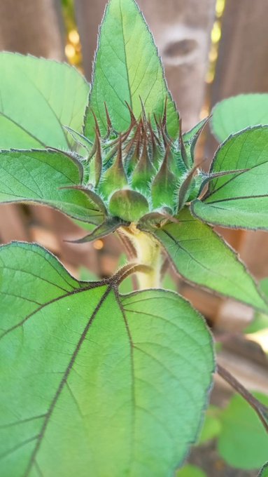 A close-up shows the developing flower bud of a cotton plant surrounded by broad green leaves with reddish-purple veins.