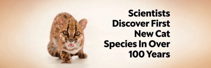 The image features a small spotted wild cat, likely representing the newly discovered Leopardus tilcayo, alongside bold text announcing "Scientists Discover First New Cat Species In Over 100 Years." The post ties into this by framing $TILCAYO as a meme token building its narrative around this historic scientific discovery from Bolivia's Yungas cloud forests.