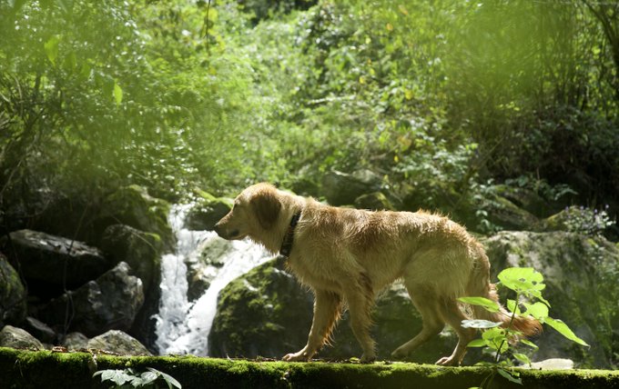 A wet golden dog wearing a black collar stands on a mossy stone ledge in front of a small cascading waterfall surrounded by lush green foliage.