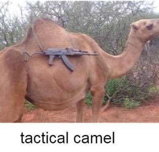 A camel lies in a desert landscape with an assault rifle slung across its back, paired with the caption "tactical camel" at the bottom. The image humorously plays on the idea of military preparedness with an unconventional mount, fitting the post's theme of sharing niche knowledge among a select group.