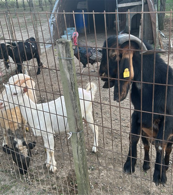 A black goat with a yellow ear tag stands behind a wire fence alongside other goats and a chicken, with "Gm fam" greeting tying into a cheerful morning on the farm.