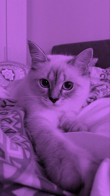 A purple-tinted close-up photo of a fluffy kitten with large eyes resting on patterned bedding.