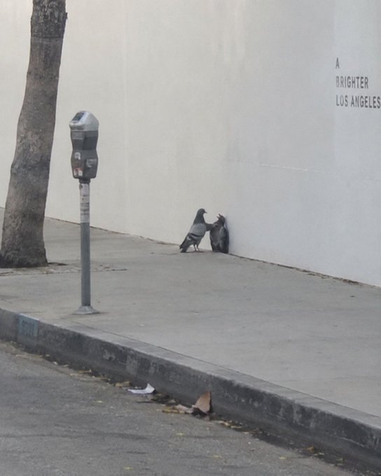 Two pigeons stand facing each other on a sidewalk next to a parking meter, appearing to argue against a plain wall that reads "A BRIGHTER LOS ANGELES."

The image humorously visualizes the post's message—two pigeons squaring off in a heated "debate" parodies XRP community members passionately but pointlessly arguing about whether XRP is a scam, much like the birds engaged in an intense standoff over seemingly nothing.