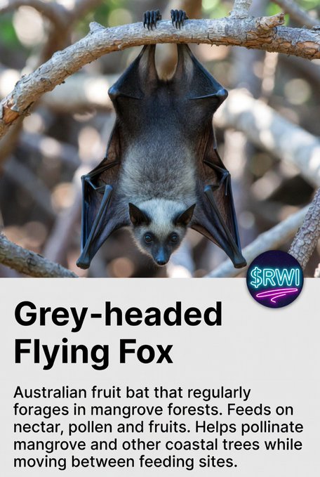 The image shows a Grey-headed Flying Fox hanging upside down from a tree branch, with accompanying text reading "Grey-headed Flying Fox" and describing it as "Australian fruit bat that regularly forages in mangrove forests. Feeds on nectar, pollen and fruits. Helps pollinate mangrove and other coastal trees while moving between feeding sites," alongside an "$RWI" logo. The visual directly illustrates the post's message about the bat's role as a mangrove pollinator, tying into the "$TGN" TreeGens funding initiative for mangrove habitat restoration.