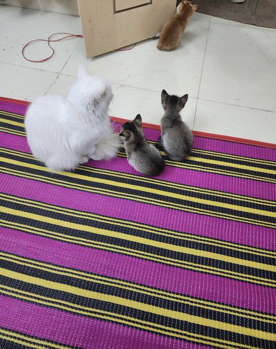 Four kittens—two fluffy white ones, two gray tabbies, and an orange kitten in the background—gather on a colorful pink, yellow, and black striped rug, accompanying a $PAMPU token shoutout post. The scene is a charming, pet-friendly visual paired with the meme coin promotion and its launch link.
