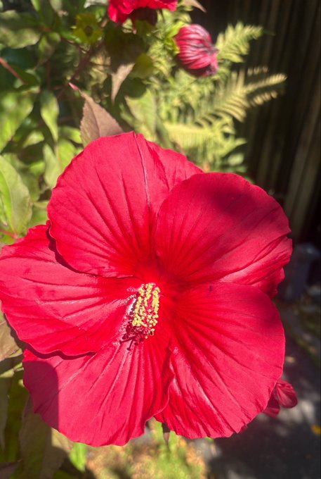 A close-up photograph of a vibrant red hibiscus flower in full bloom against a backdrop of green ferns.