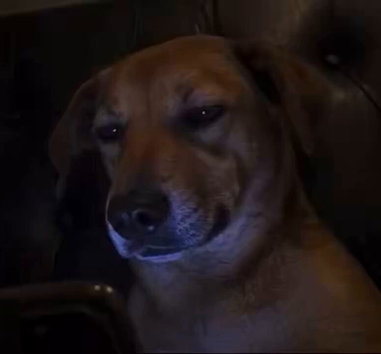 The image features a brown dog sitting next to a black phone case with a picture of a dog on it. The dog appears to be looking at something off-camera or staring into the distance, possibly observing its surroundings. In the background, there is a couch and a chair, suggesting that this scene takes place in a living room setting.

The image also contains text that reads "Panic Sellers realize Michael Saylor sold 32 Bitcoin, caused a panic, then bought 1,550 BTC dip". This message seems to be related to the dog's owner or someone who knows about the situation. The dog is sitting next to a phone case with a picture of a dog on it, which might have been purchased by its owner as a decoration for their living space.