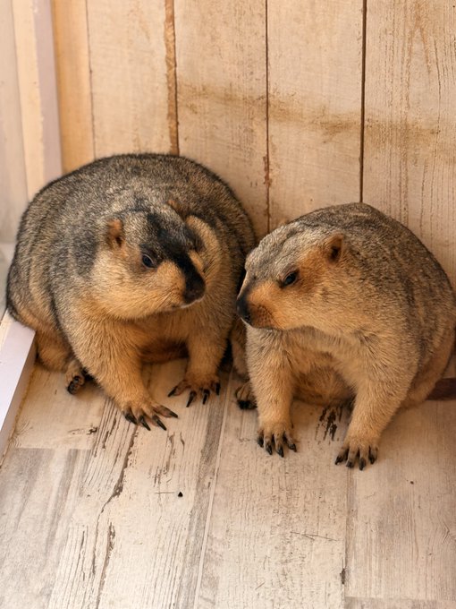 Two groundhogs or marmots sitting closely together on a wooden deck, touching noses affectionately against a light wooden wall background.