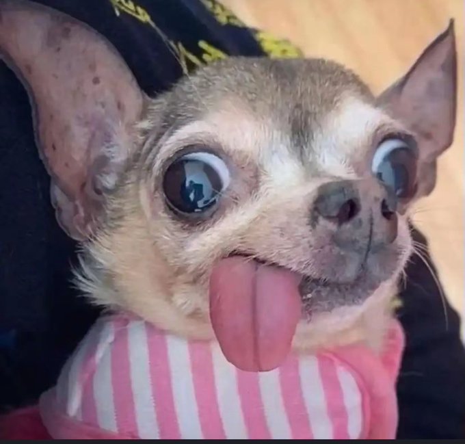 Close-up photo of a chihuahua with wide eyes and its tongue sticking out, wearing a pink and white striped shirt.