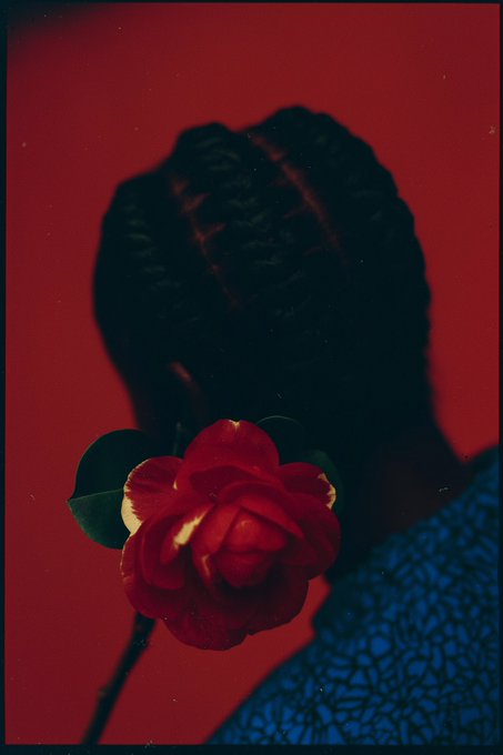 The image features a close-up of a person's head with their hair styled into braids, wearing a blue shirt. A red rose is positioned behind the person's head, adding a touch of color to the scene. The caption "Carmine A new 1/1" suggests that this photo was taken by @TransientLabs and is related to the post about Carmine A.