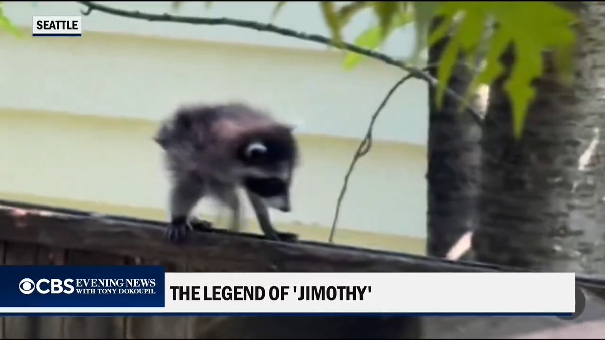 A CBS Evening News screenshot showing a raccoon on a fence in Seattle, with the headline 'THE LEGEND OF 'JIMOTHY''
