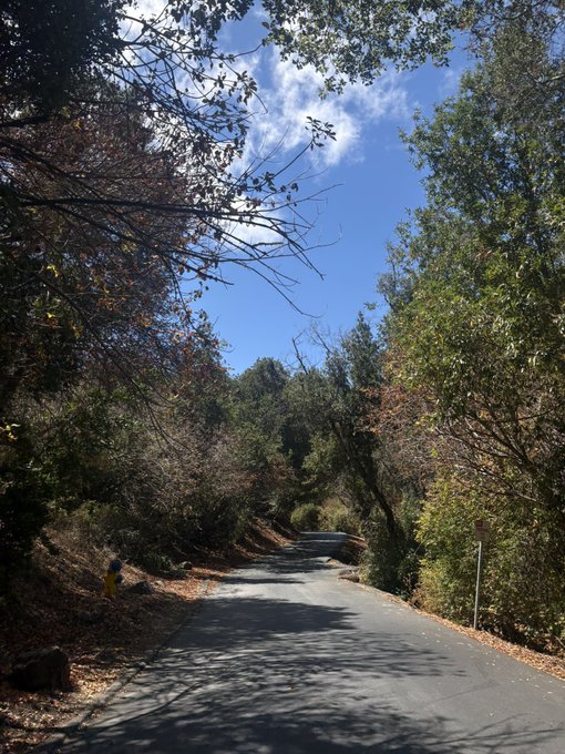 A paved road winds through a wooded area under a bright blue sky with scattered clouds, flanked by trees and a yellow fire hydrant.