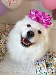 A fluffy white Samoyed dog with its mouth open in a happy expression, wearing a pink ribbon bow on its head, surrounded by balloons.