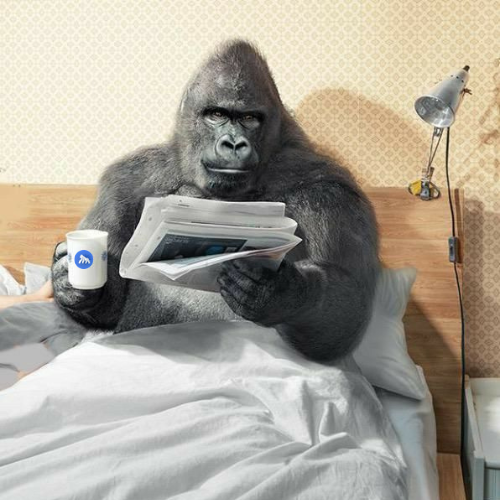 A humorous composite image of a large silverback gorilla sitting up in bed, reading a newspaper and holding a white mug.