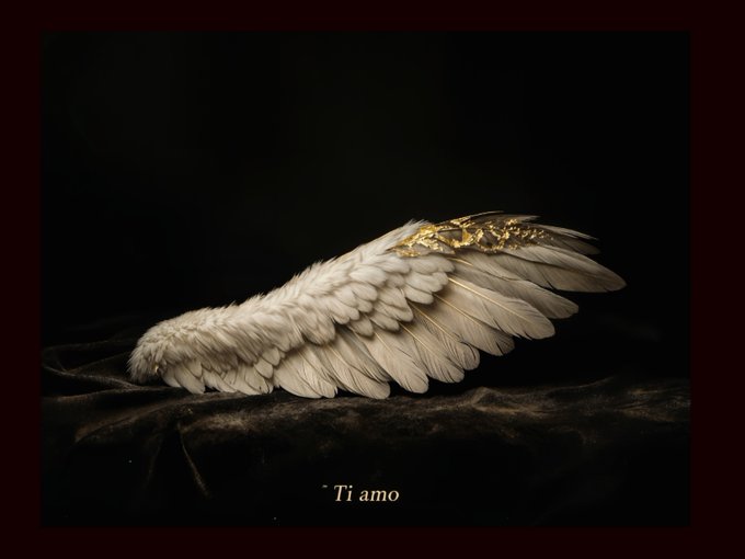 A white angel wing with gold accents rests on dark fabric against a black background, with the text 'Ti amo' displayed at the bottom.