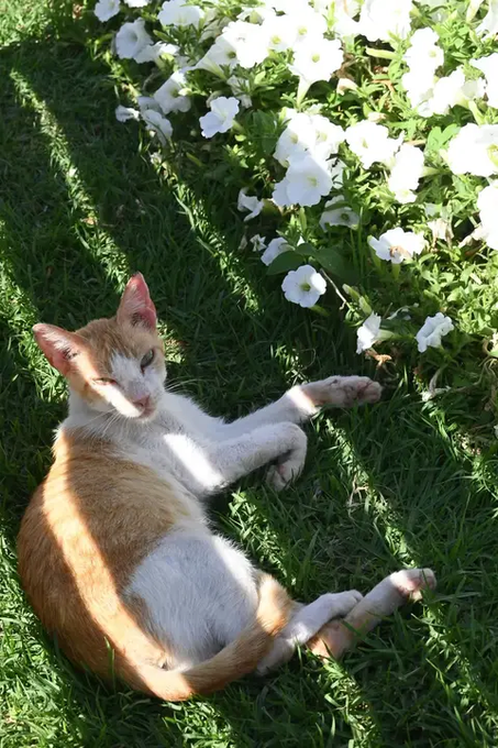 An orange and white cat sleeps peacefully on its side in the grass next to a bush with white flowers.