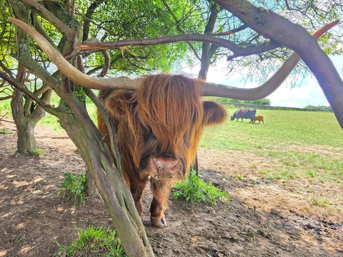 A Highland cattle with long shaggy brown hair and large horns stands under tree branches in a muddy field, with two other cattle visible grazing in the background.