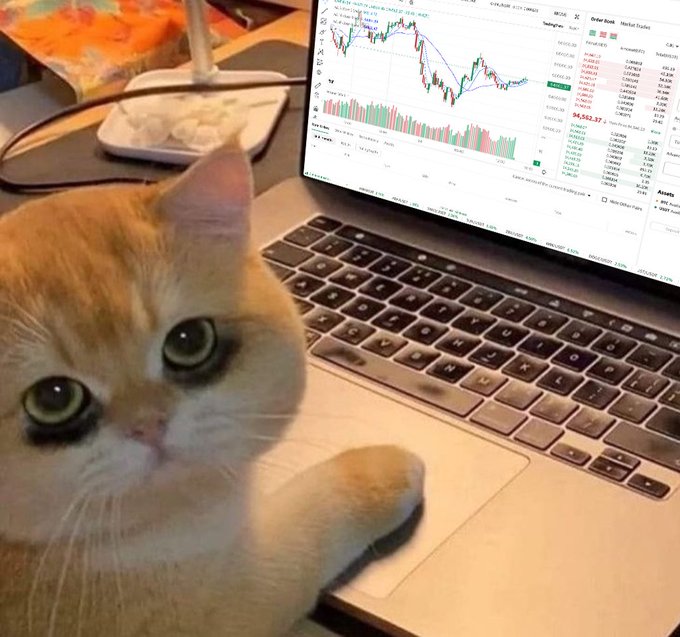 A cute orange tabby kitten lies across the keyboard of a laptop displaying cryptocurrency trading charts (including "$94,562.32" on what appears to be Bitcoin). The image humorously illustrates the post's message about constant crypto chart-checking, suggesting that even our feline companions can't resist keeping a watchful eye (and paw) on the markets.