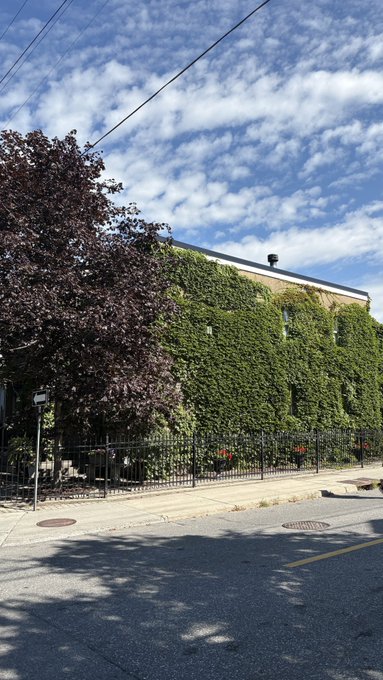 A street view shows a building completely covered in green ivy beside a purple-leafed tree, with a wrought iron fence and a road in the foreground.