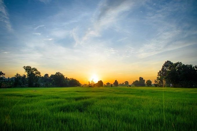 A lush green grassy field at sunset with the sun low on the horizon, silhouetting trees and a partly cloudy blue sky.