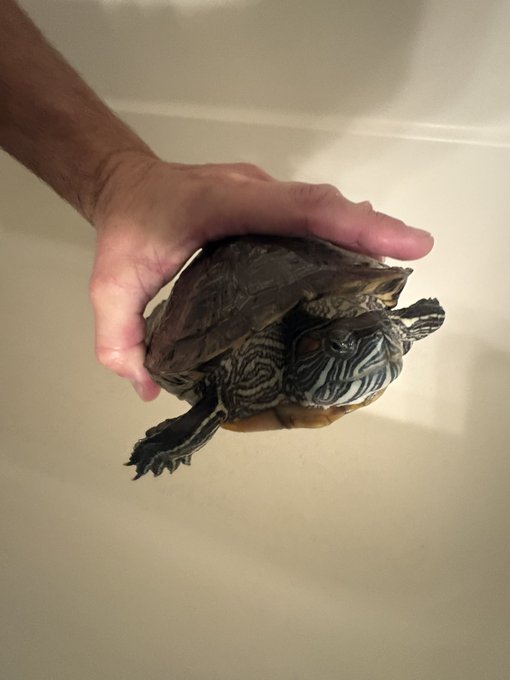 A person's hand holding a small turtle over what appears to be a bathtub or sink.