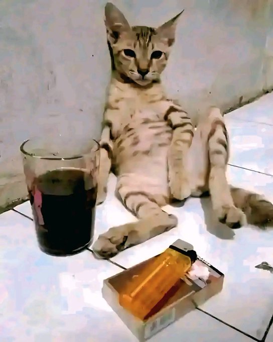 A tabby cat sits in a human-like position on a tiled floor next to an empty glass and a pack of cigarettes, humorously resembling someone winding down for the night. The image ties into the "Good night gSleep" post, with the cat appearing relaxed and sleepy as a lighthearted "goodnight" companion.