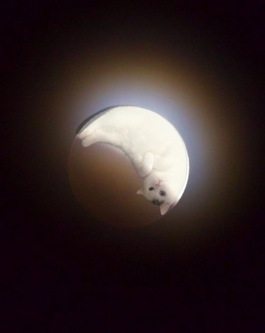 A white cat is curled up sleeping in a circular pet bed against a dark background with a glowing light behind it.