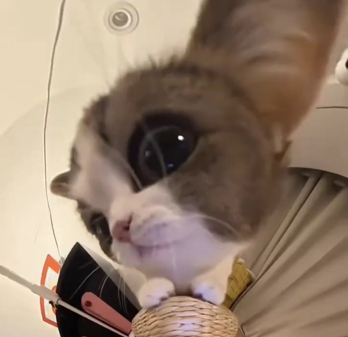 A close-up, low-angle photograph of a cat looking up at the camera, seemingly surprised or curious.