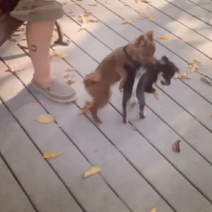 The image features two dogs playing together on a wooden deck. One dog appears to be a small brown puppy, while the other is a black and white puppy. The scene captures their playful interaction as they run around each other.