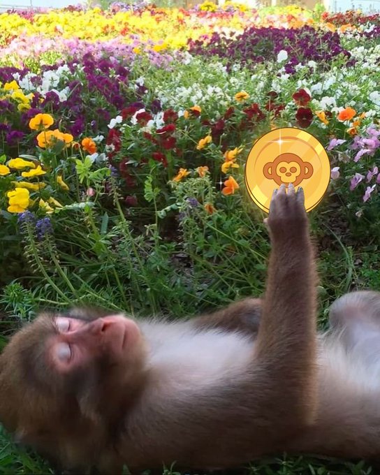 A monkey lies on its back in a field of colorful flowers, reaching one hand up to tap a floating golden coin featuring a monkey face logo, representing the Pump.fun cryptocurrency meme coin platform.
