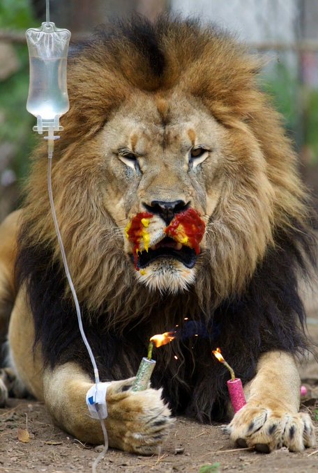 LION ROASTING MARSHMALLOW OVER CANDLES WHILE HOLDING IV BOTTLE.