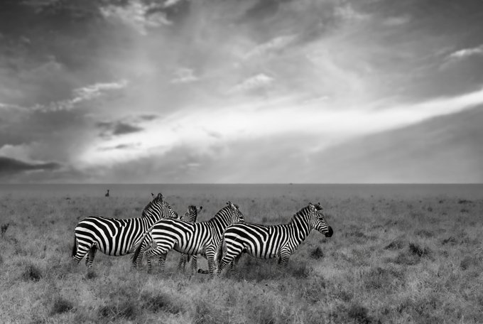 A black and white photograph showing three zebras standing close together in a vast grassy savanna beneath a dramatic, cloudy sky.
