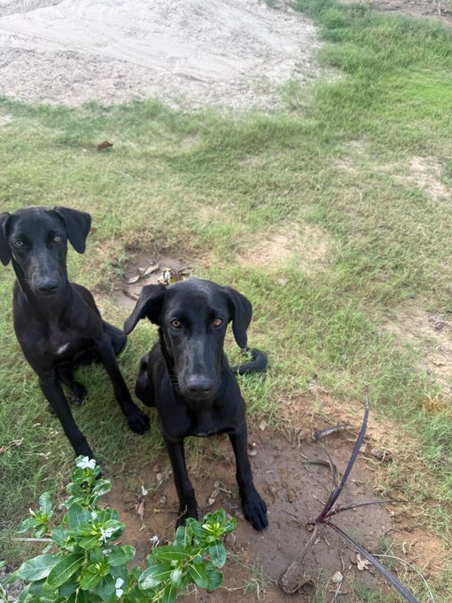 Two black dogs sitting on a grassy lawn, looking up attentively at the camera.