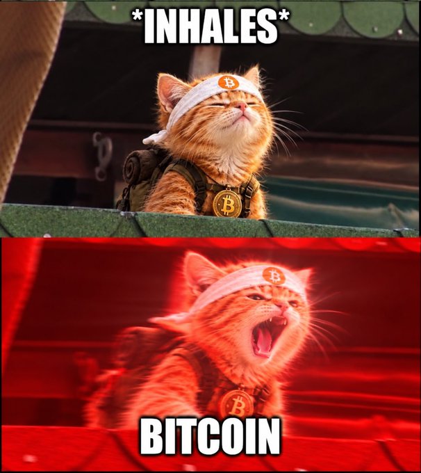 A two-panel meme featuring an orange cat wearing a Bitcoin logo headband and medallion; the top panel is labeled '*INHALES*' and the bottom panel shows the cat roaring with 'BITCOIN' text against a red background.