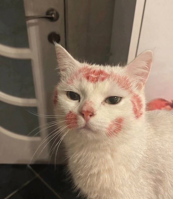 A white cat has red lipstick kiss marks drawn all over its face and forehead, looking unamused.