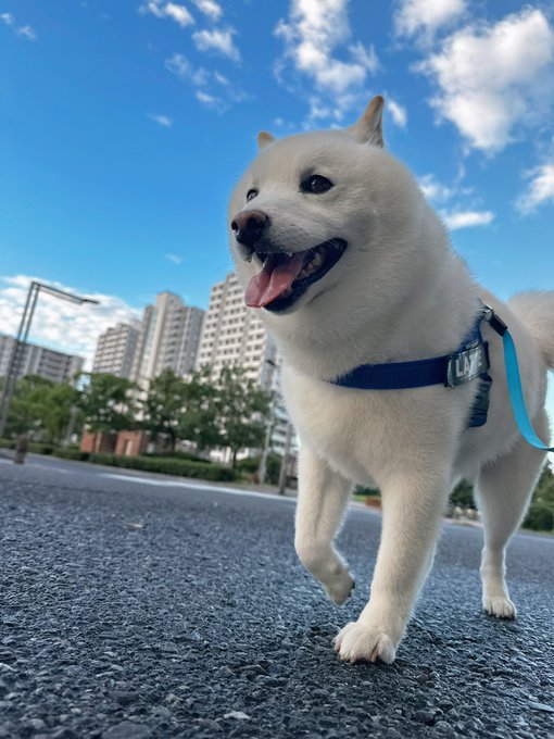 A fluffy white Shiba Inu wearing a blue harness walks happily along a city street under a bright blue sky, celebrating the clear weather after the typhoon with its owner Ratchan.